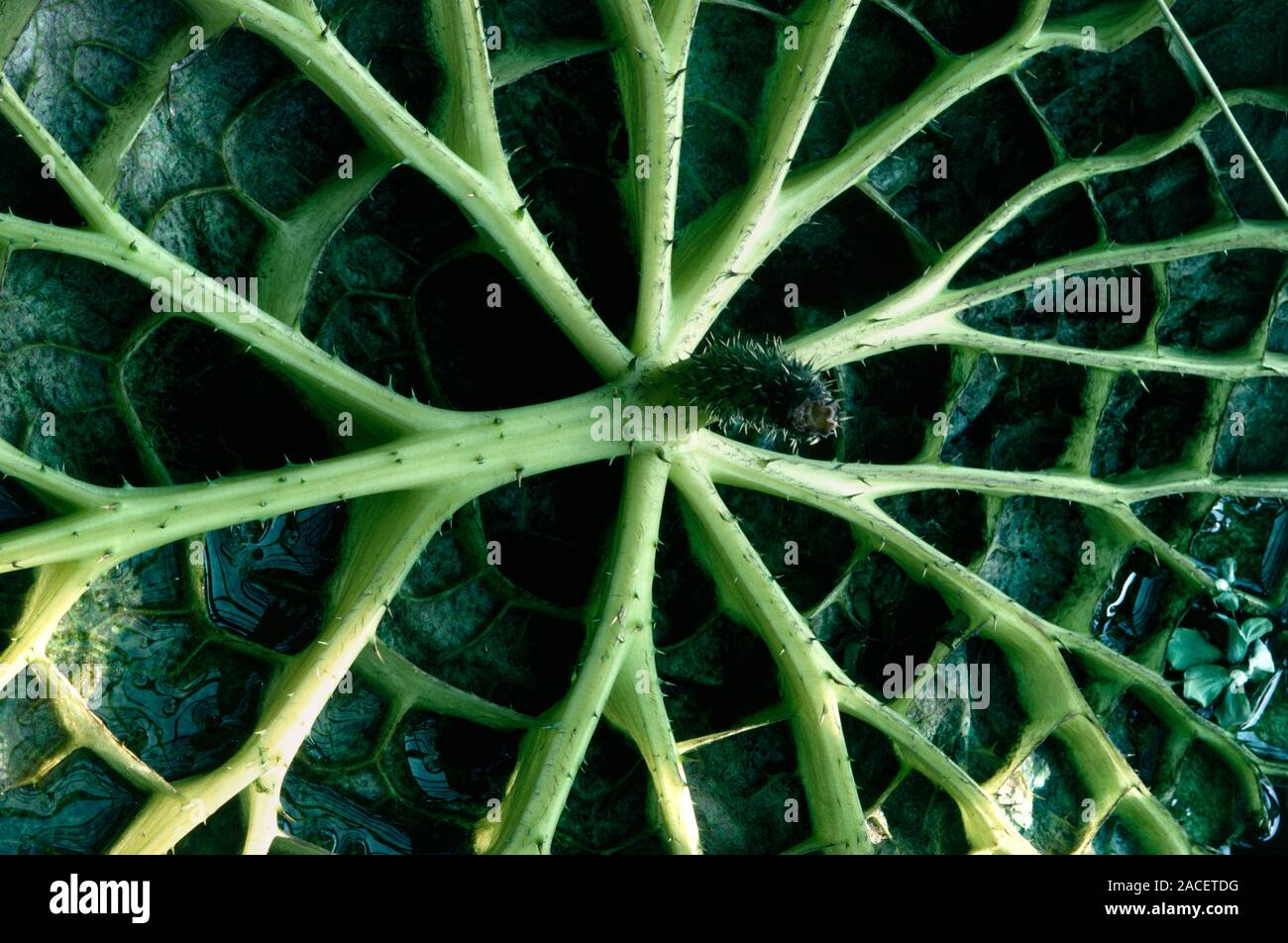 Victoria amazonica. Underside of leaf of Giant Water Lily Amazon Water