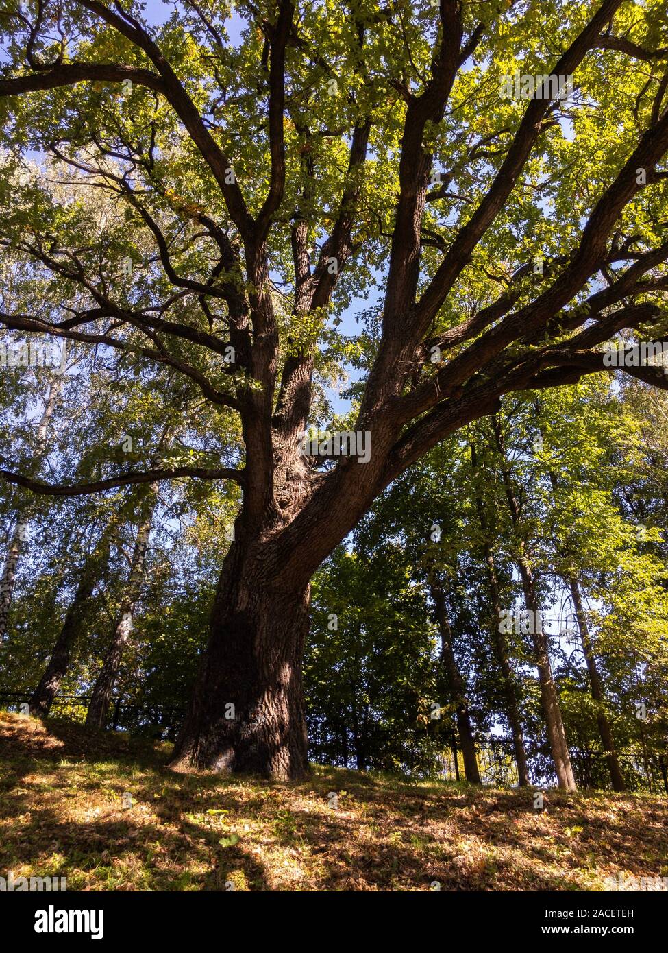 Old oak tree in Spasskoe-Lutovinovo, Turgenev's estate in sunny sunshine summer day Stock Photo