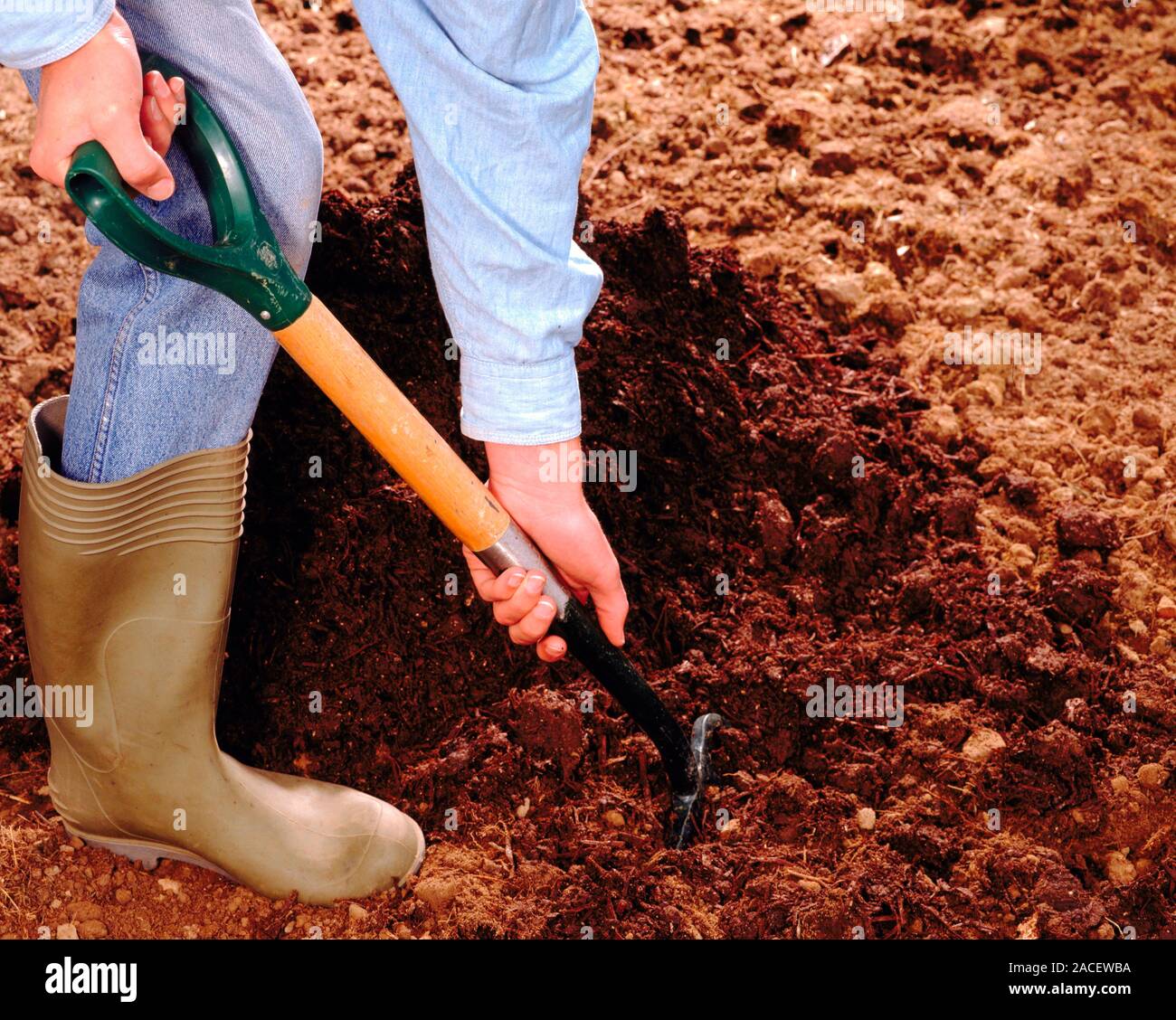 Preparing soil with compost. Gardener digging in compost using garden