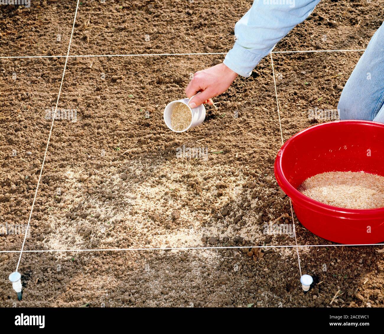 Spreading grass seeds. Sowing grass seed using a reference square to ensure even coverage Stock