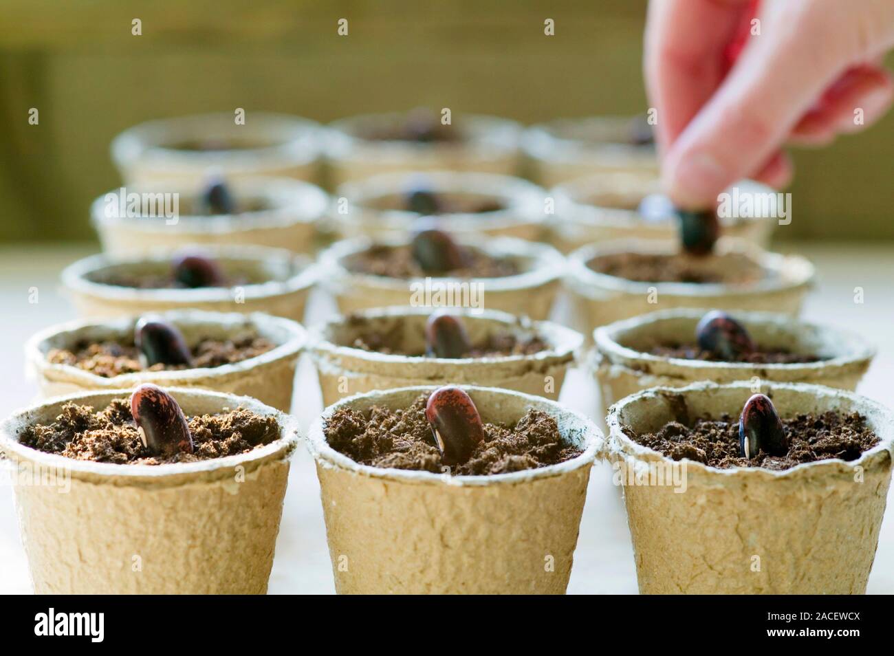 Planting runner bean seeds (Phaseolus coccineus 'Scarlet Emperor