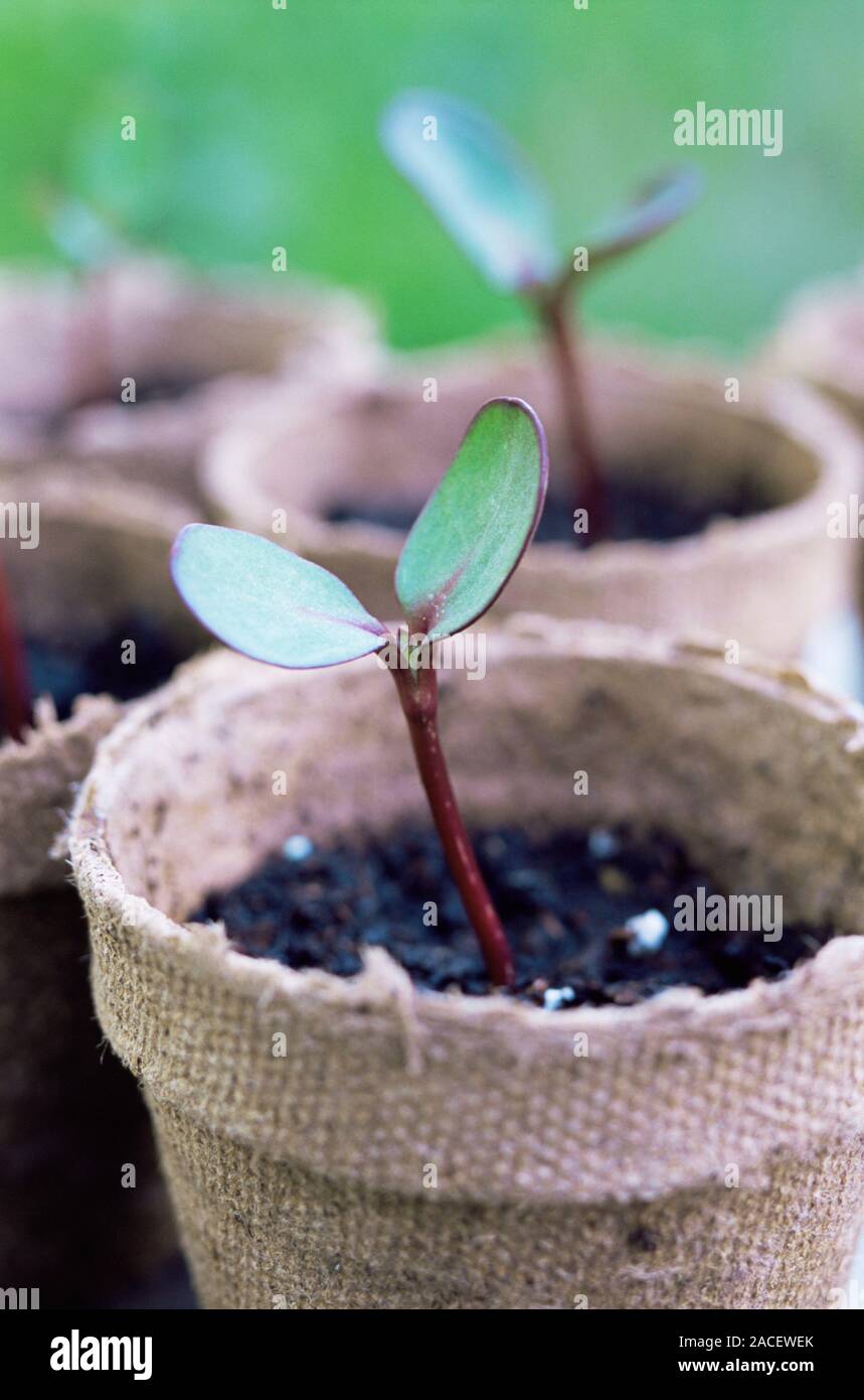 Sunflower seedlings (Helianthus annuus 'Moulin Rouge') in peat pots. A