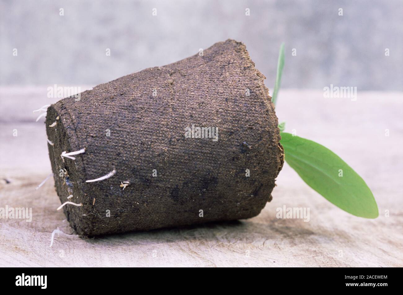 Squash seedling roots (Cucurbita pepo 'One Ball F1') growing through