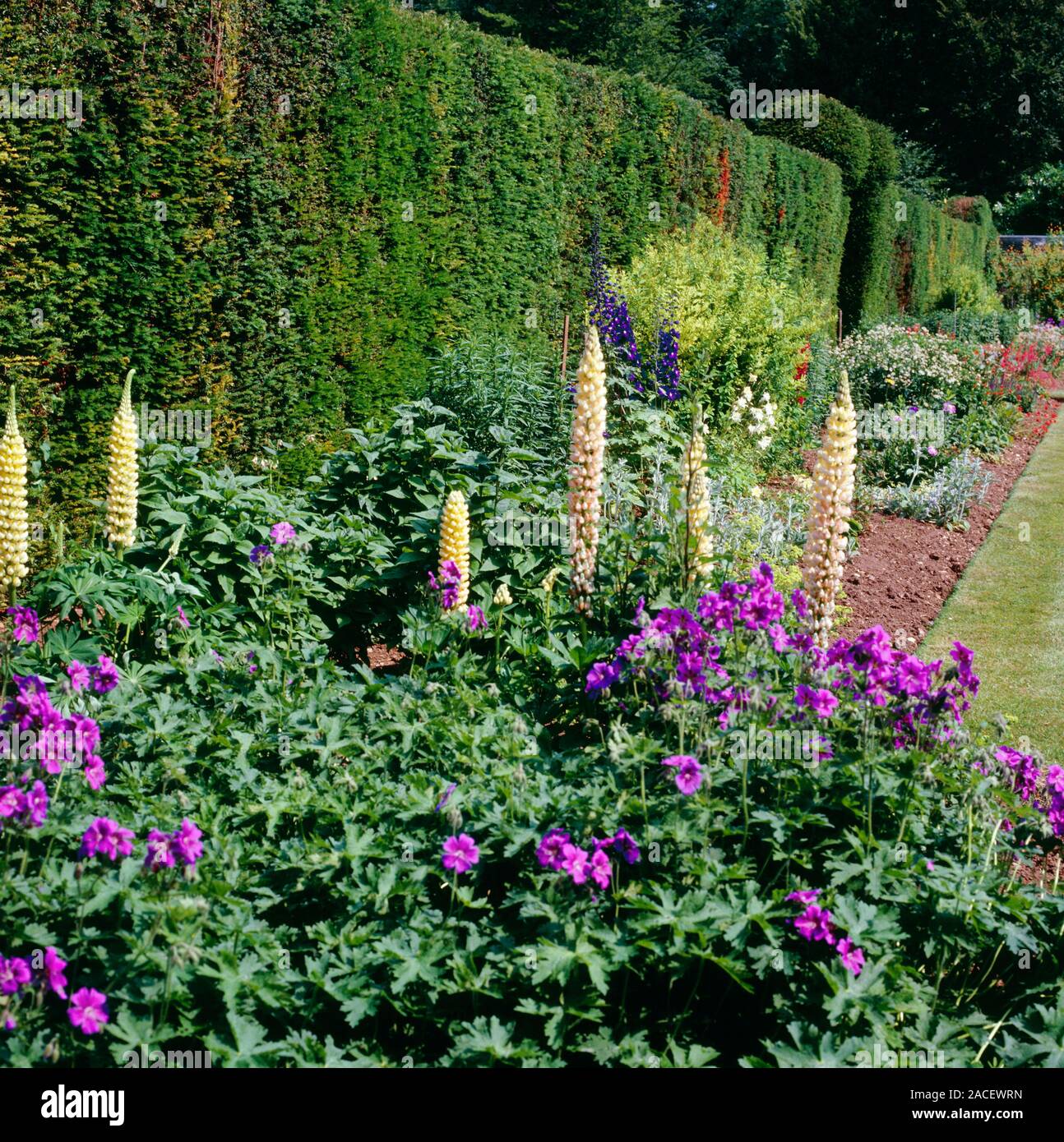 Herbaceous border. Summer border featuring Lupins Stock Photo - Alamy