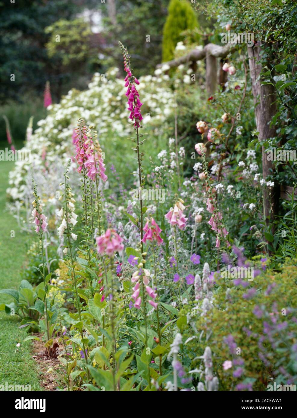 Summer border. Flowers in a summer border, including: foxglove flowers ...