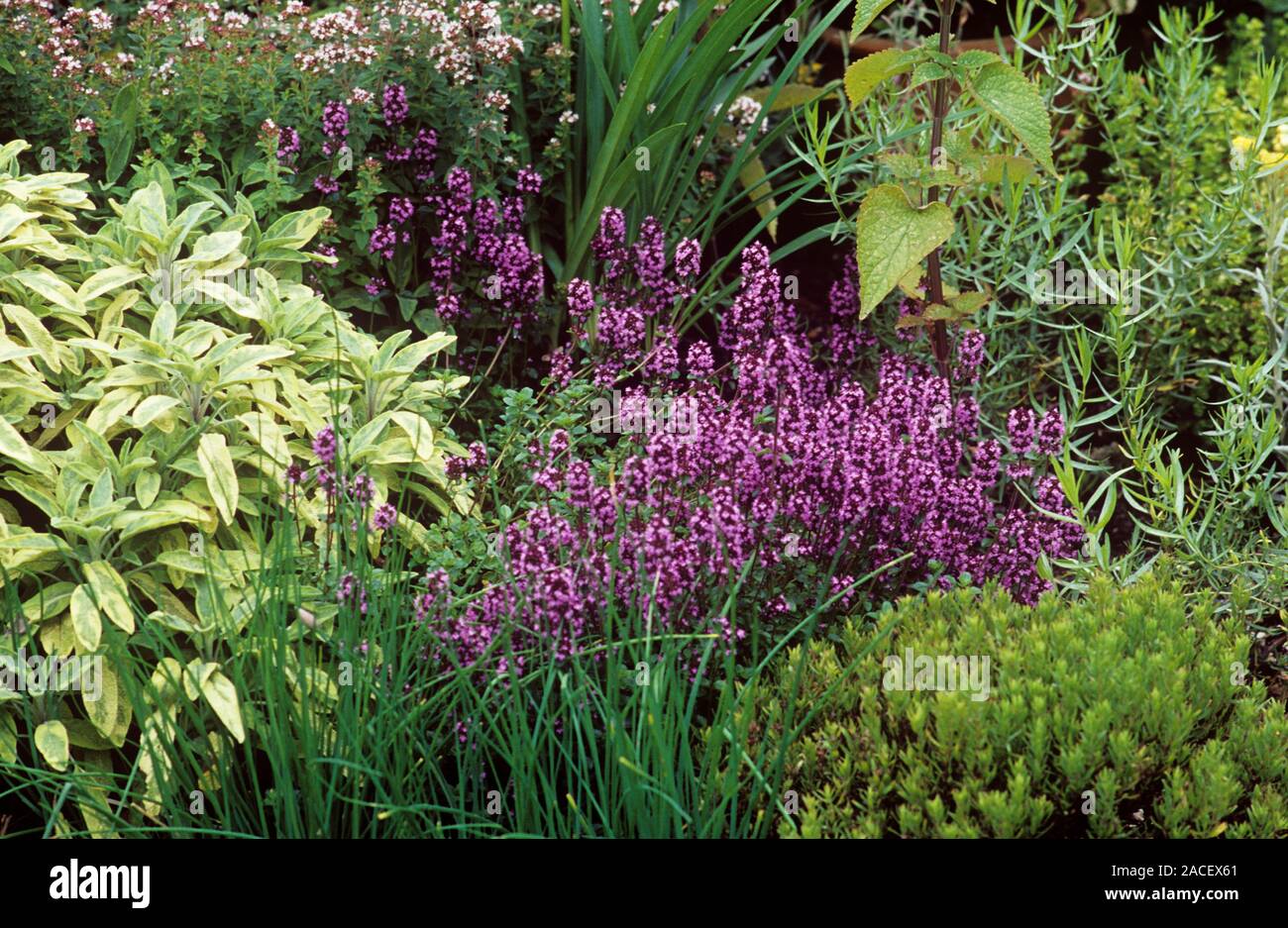 Herb garden. Border including sage (Salvia sp., light green, left), chives (Allium schoenoprasum
