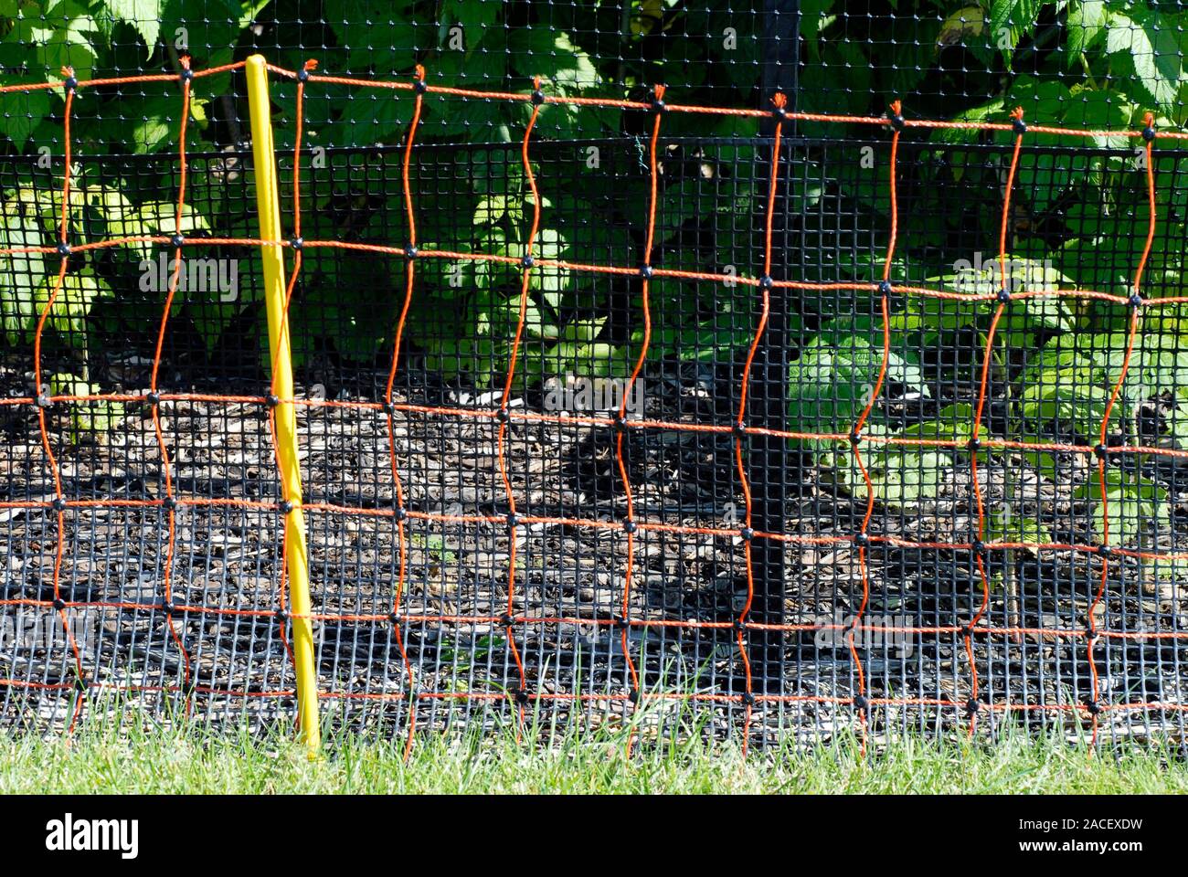 Electric fence. Low voltage electrified netting (orange) surrounding a