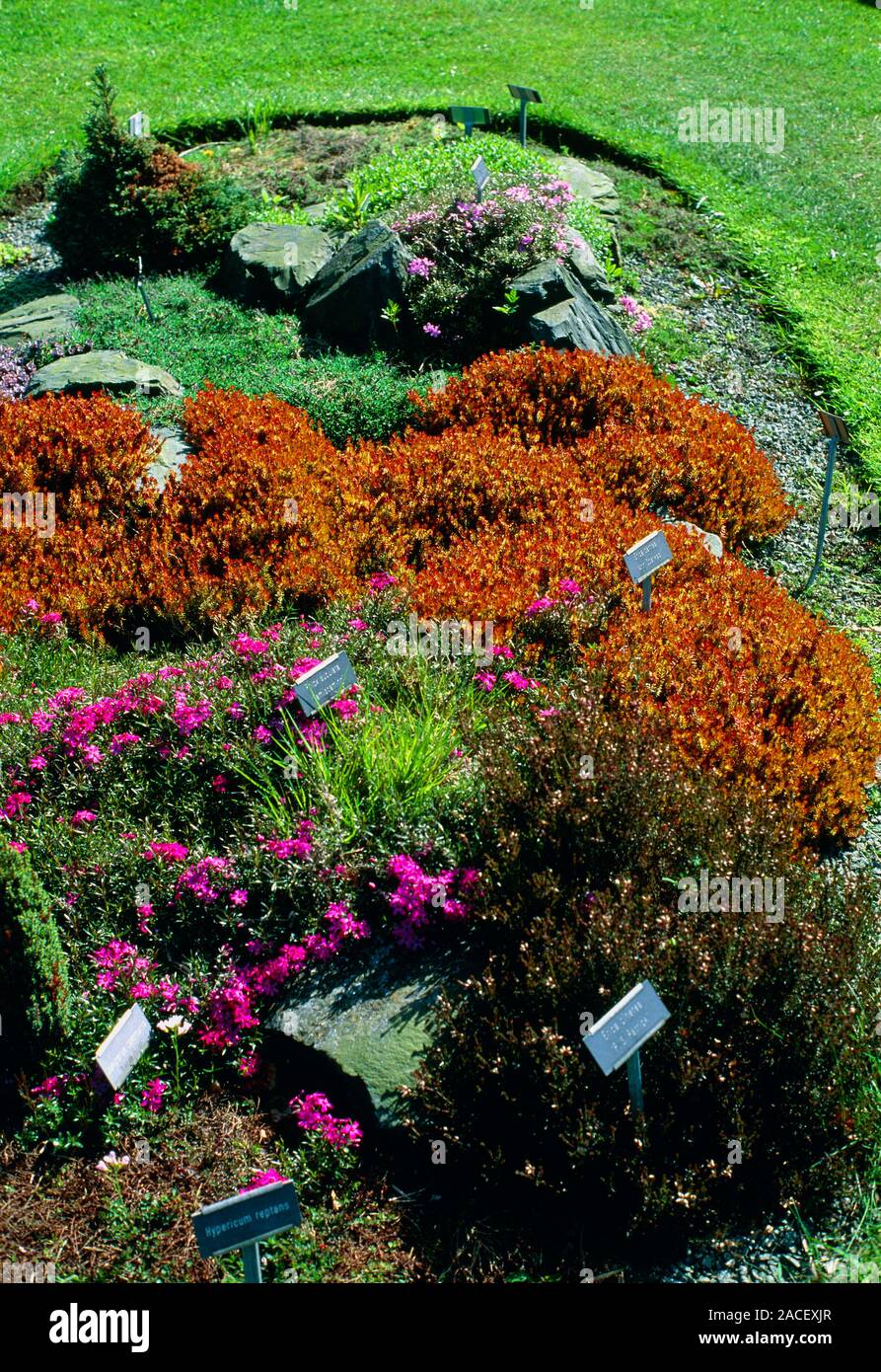 Rockery. Ericaceous plants in a flower bed including phlox (Phlox sp