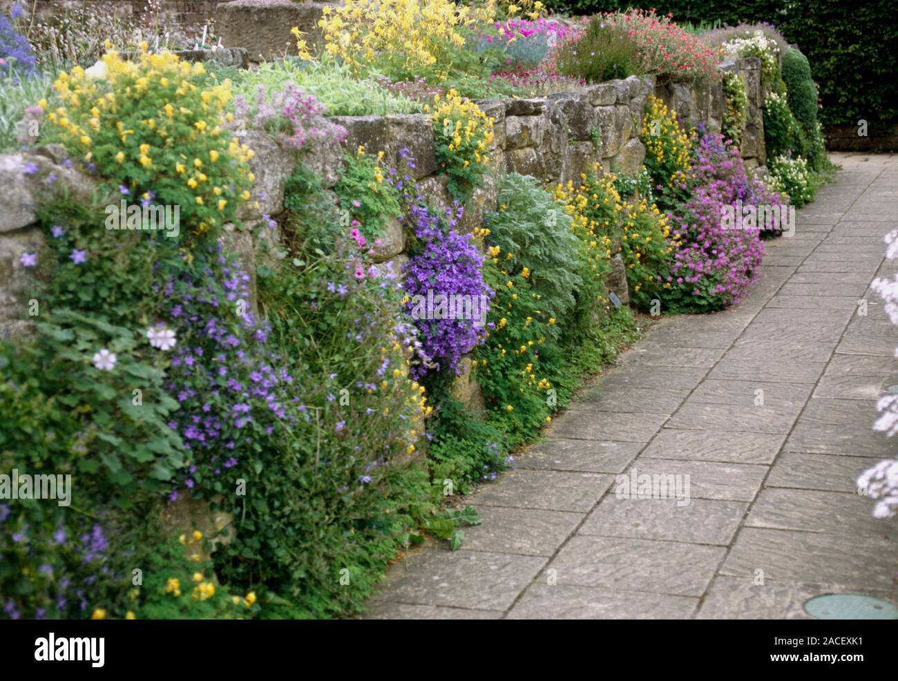 Garden wall. Flowers on a dry stone wall feature in a garden Stock ...