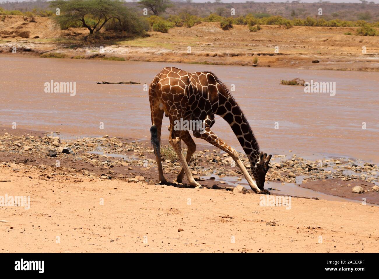A reticulated giraffe bending to drink water from the Ewaso Nyiro river in the hot and dry Samburu National Reserve. Stock Photo