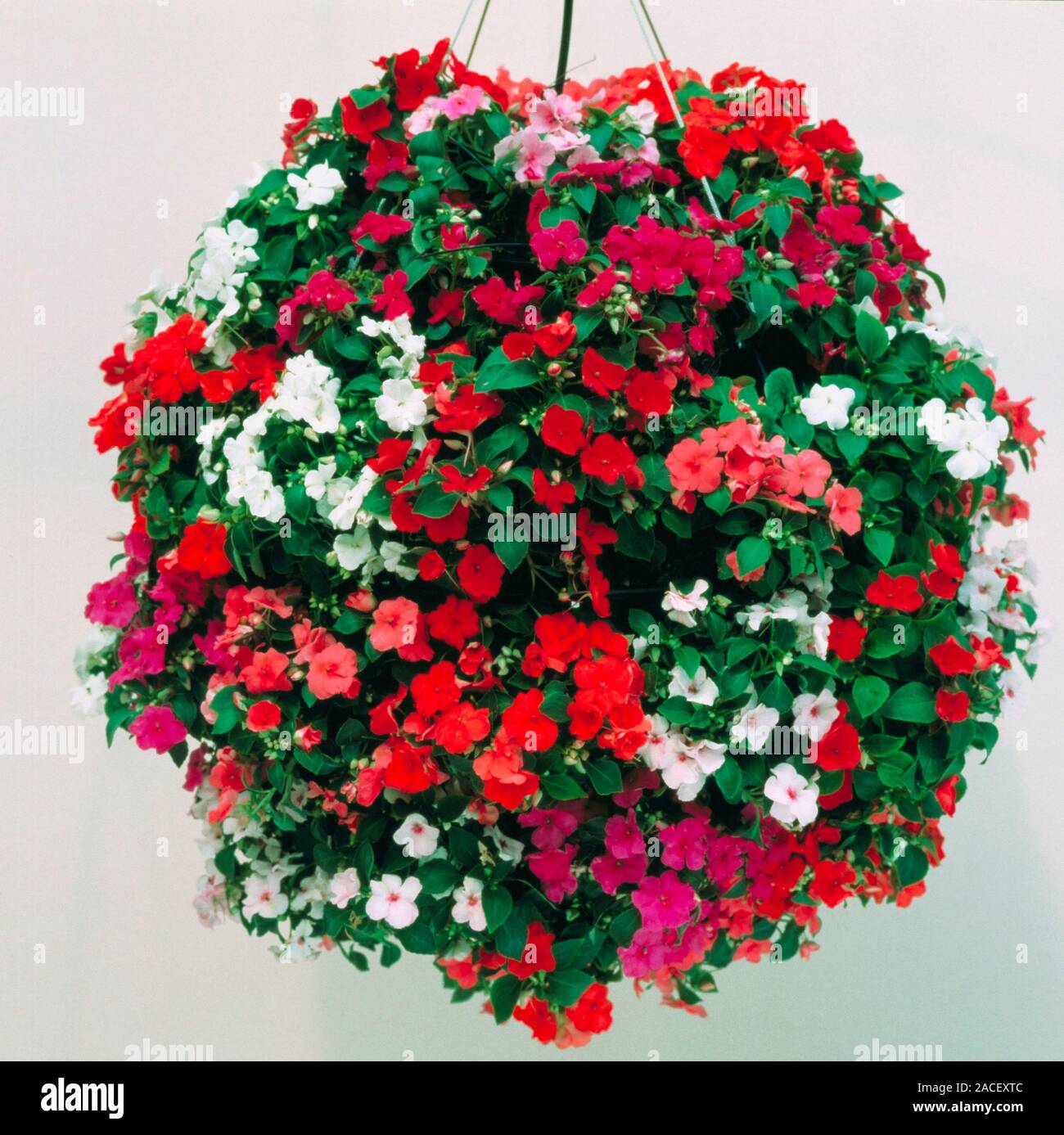 Hanging basket. Closeup of hanging basket with summer flowers featuring Busy Lizzies (Impatiens