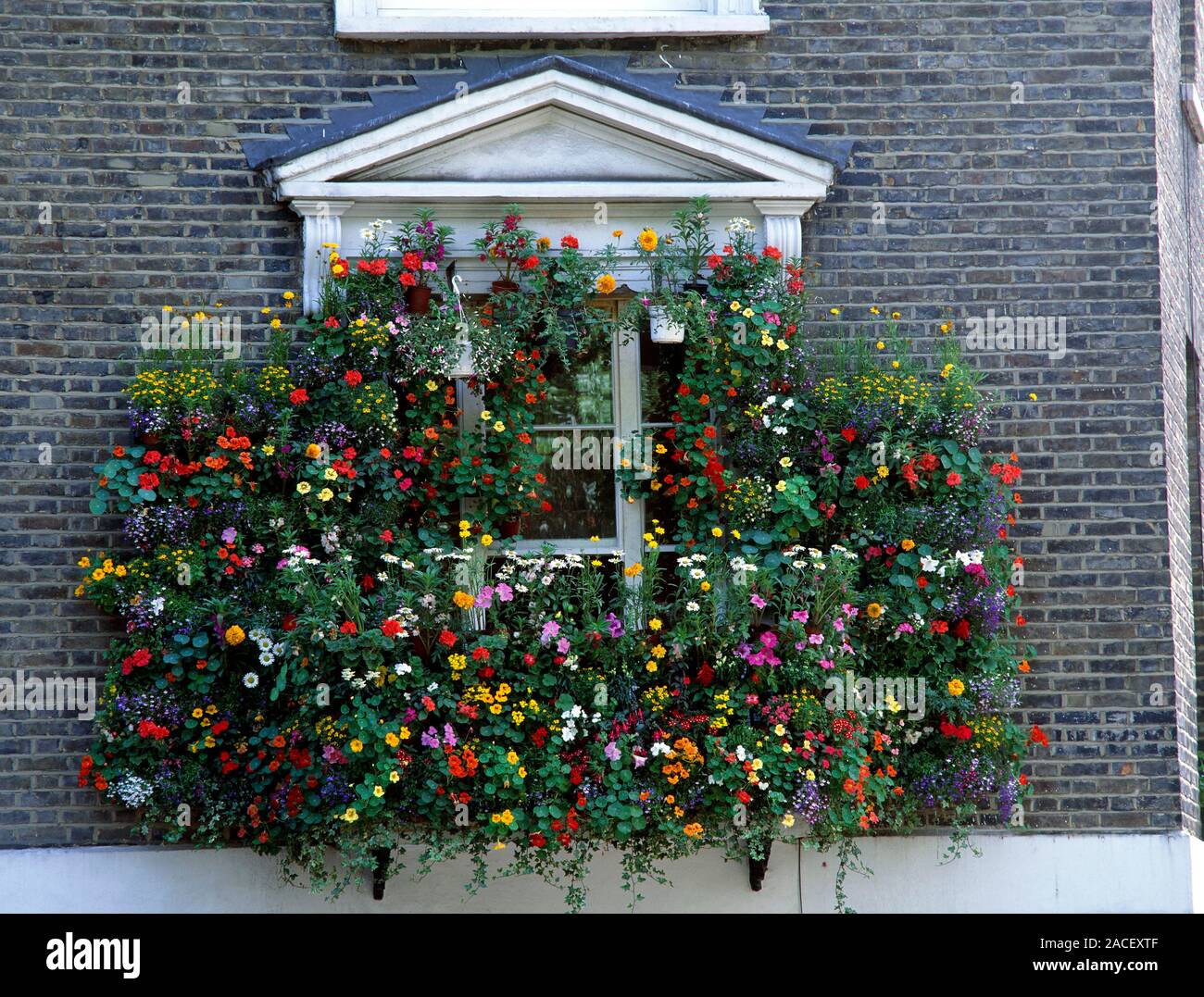 Flowers in window boxes including nasturtiums (Tropaeolum sp