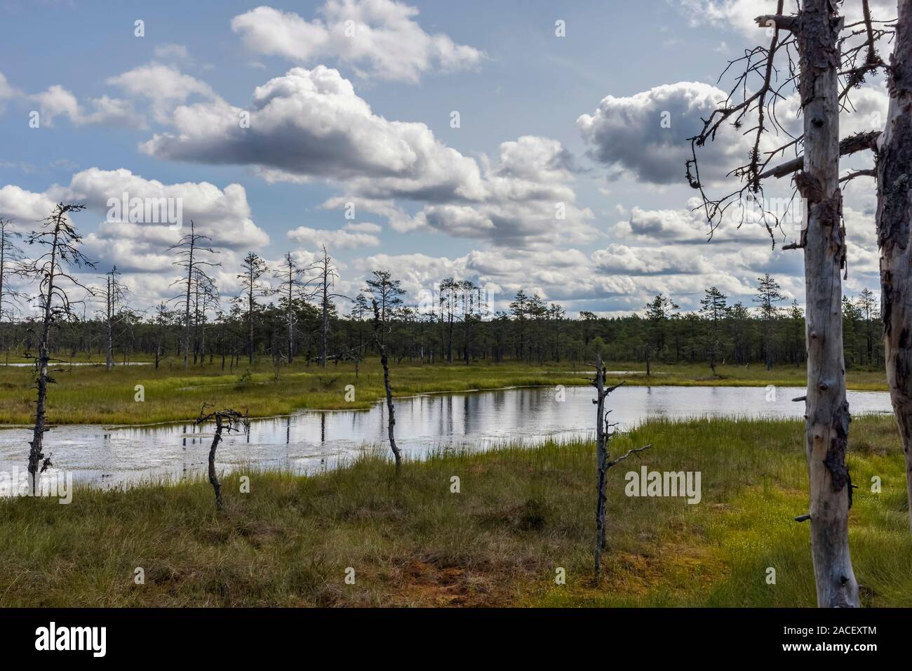 Wooden boardwalk through beautiful forest and swamp. Estonia Stock Photo