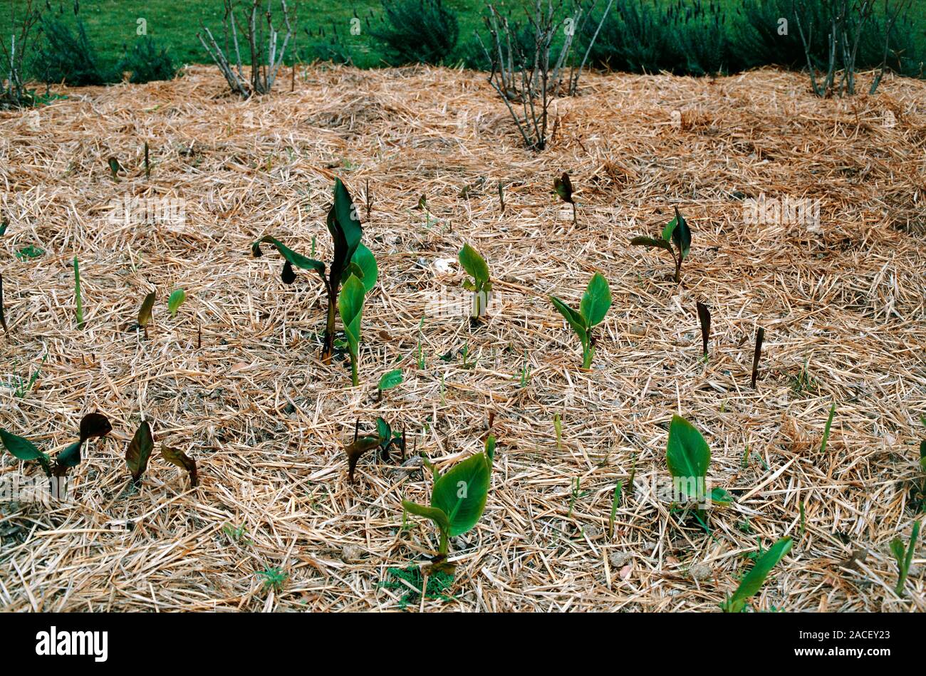Straw mulch. Plants starting to grow through a layer of straw used as a