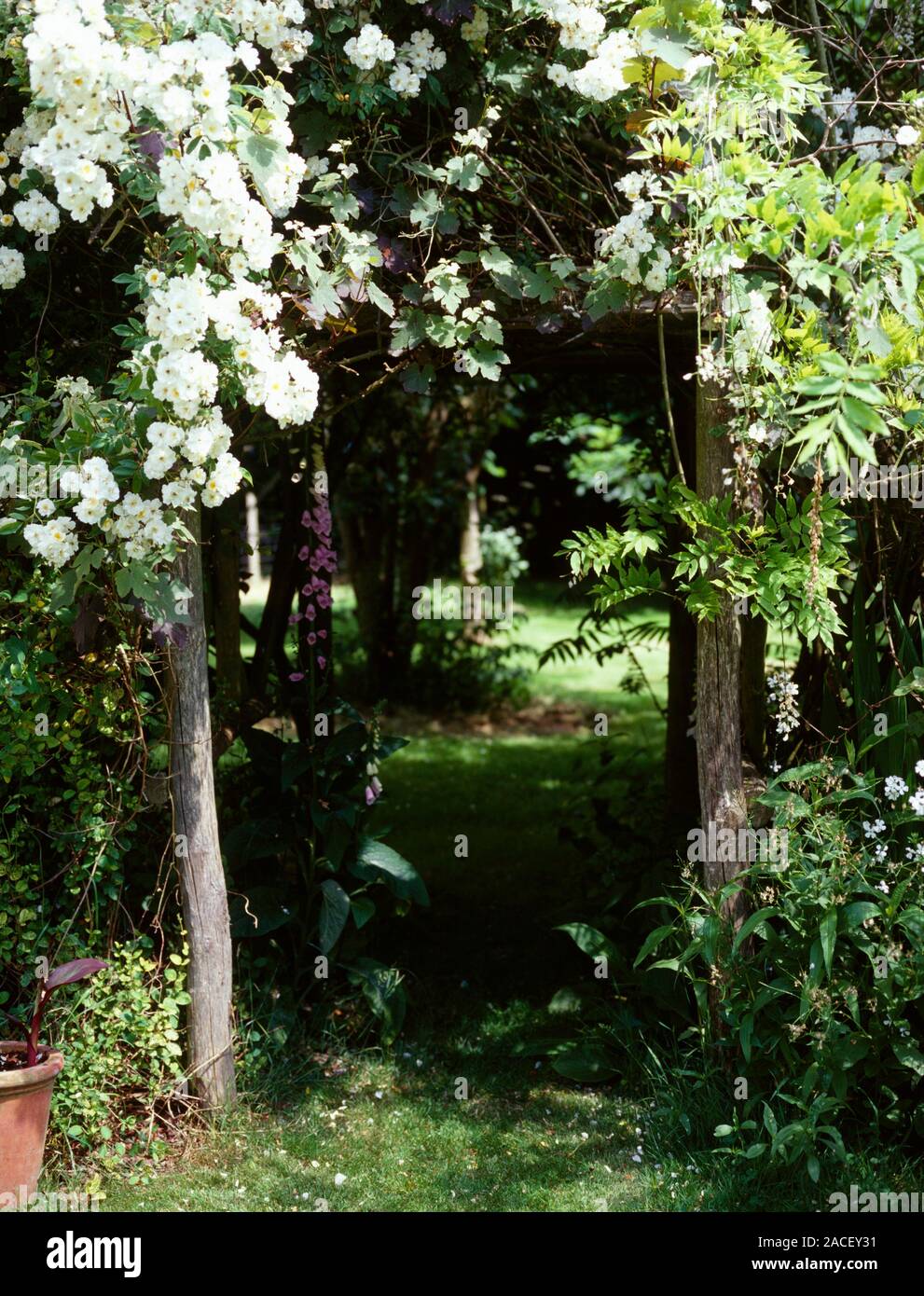 Rose (Rosa 'Rambling Rector') on an arch. Photographed at Goose Cottage ...