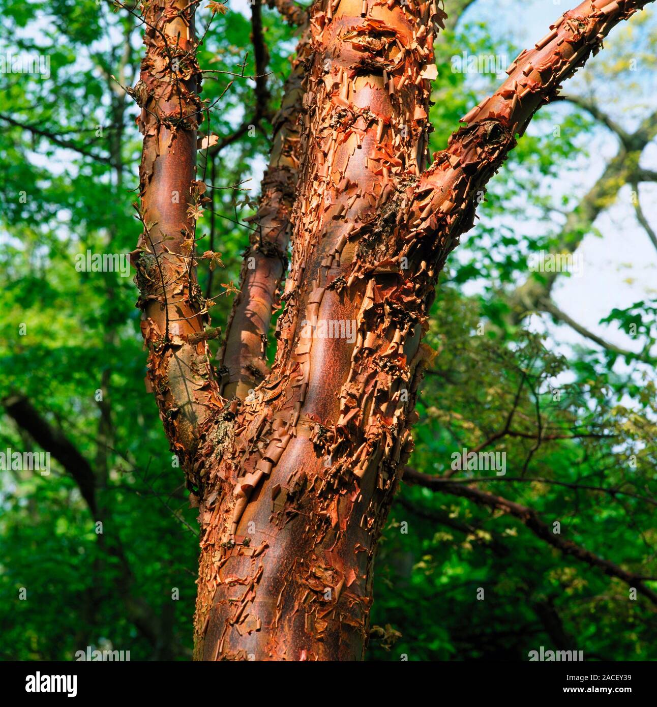 Paperbark maple (Acer griseum). Mature specimen with peeling, papery ...