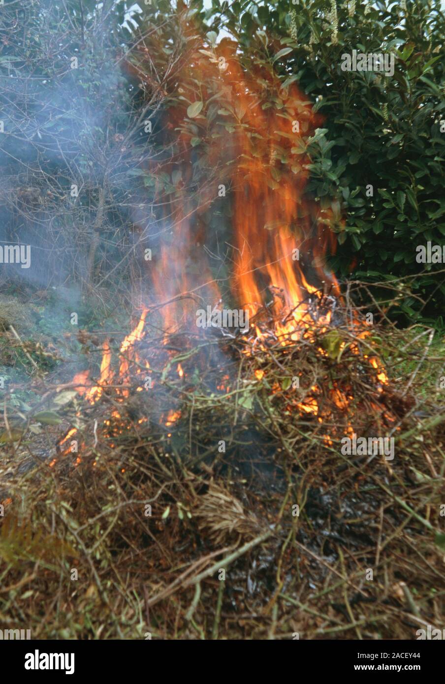 Garden bonfire. Closeup of burning twigs in garden bonfire Stock Photo
