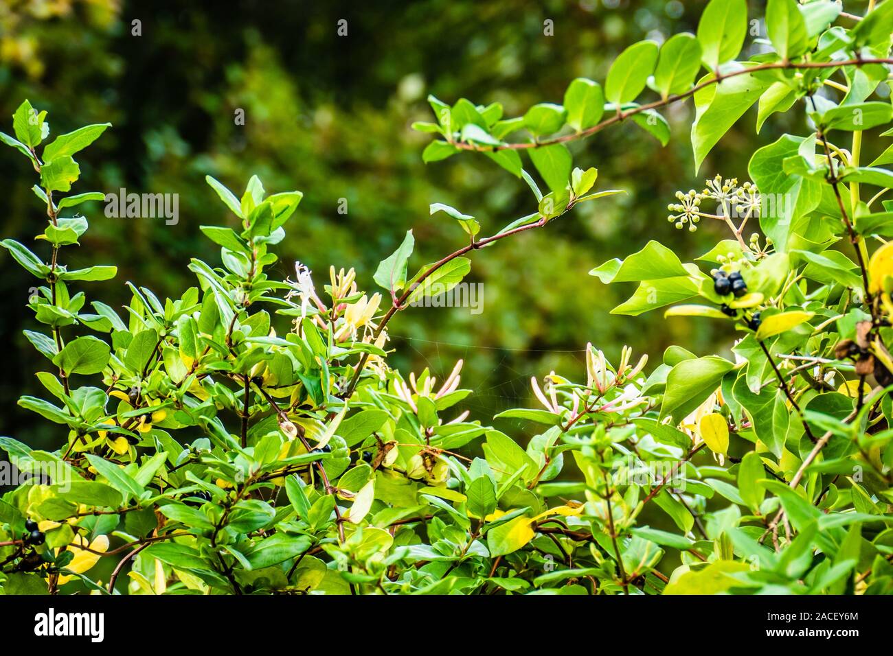 Honeysuckle hedge hires stock photography and images Alamy