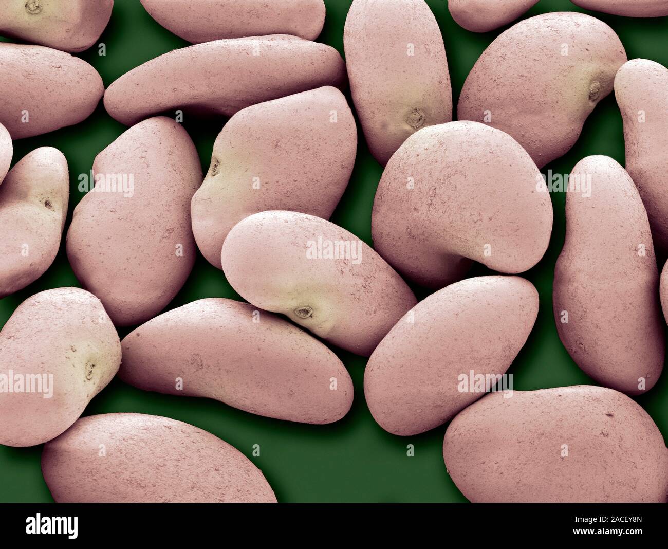 Alfalfa seeds. Coloured scanning electron micrograph (SEM) of Alfafa (Medicago sativa) seeds. Alfalfa, also known as lucerne, is cultivated as an impo Stock Photo