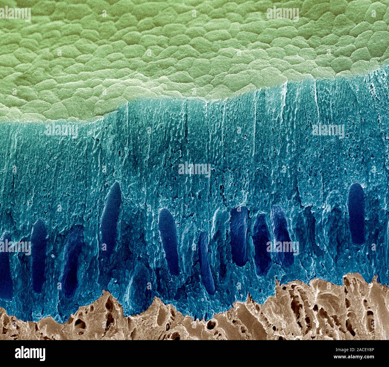 Tooth enamel formation. Coloured scanning electron micrograph (SEM) of ...