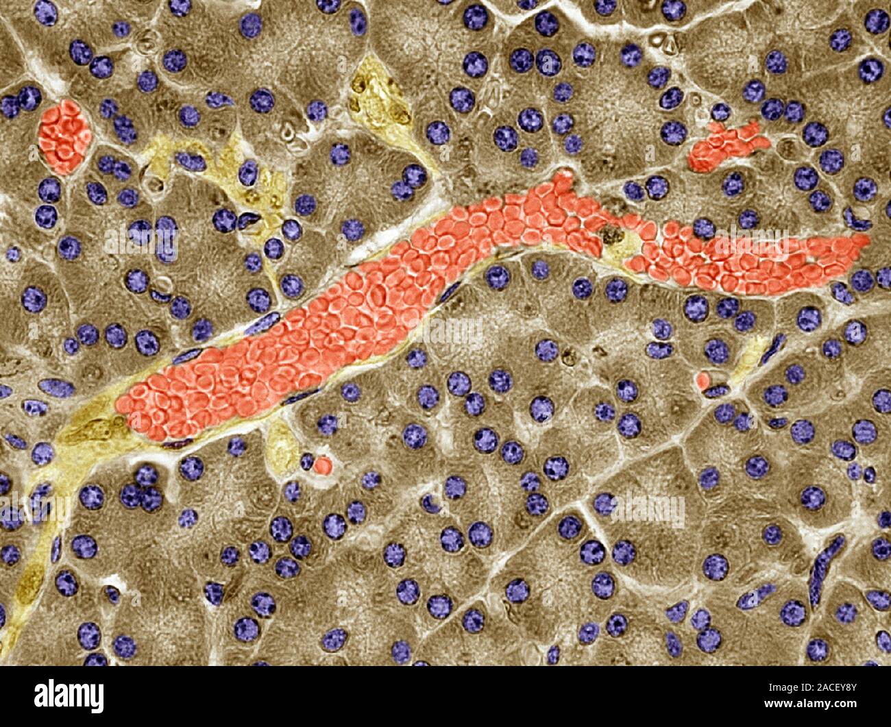 Pancreas blood vessel. Light micrograph of a section through a blood ...