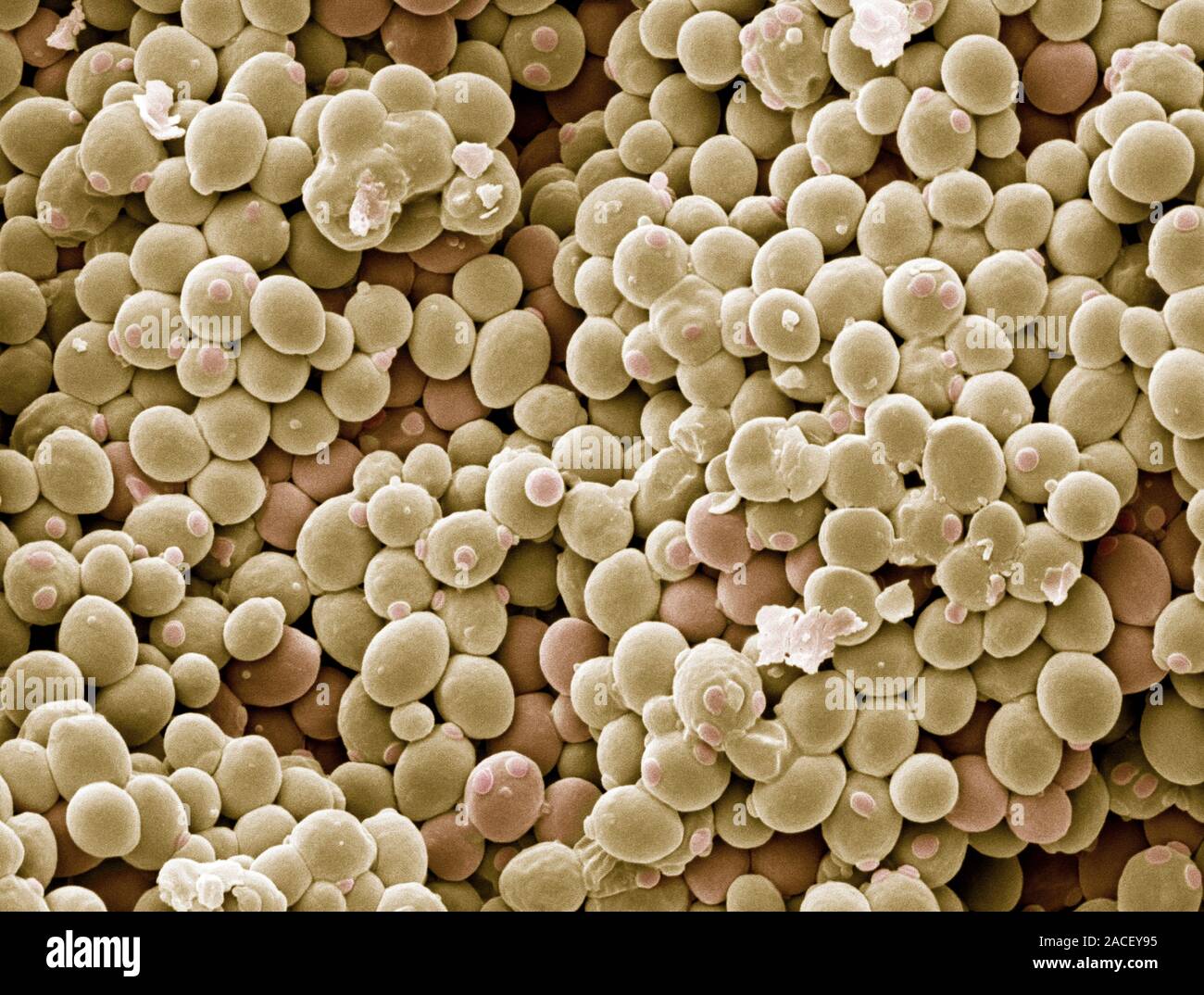 Yeast cells. Coloured scanning electron micrograph (SEM) of cells of baker's yeast