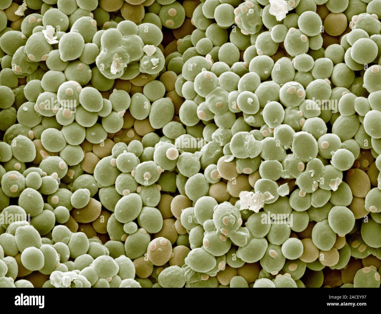 Yeast cells. Coloured scanning electron micrograph (SEM) of cells of