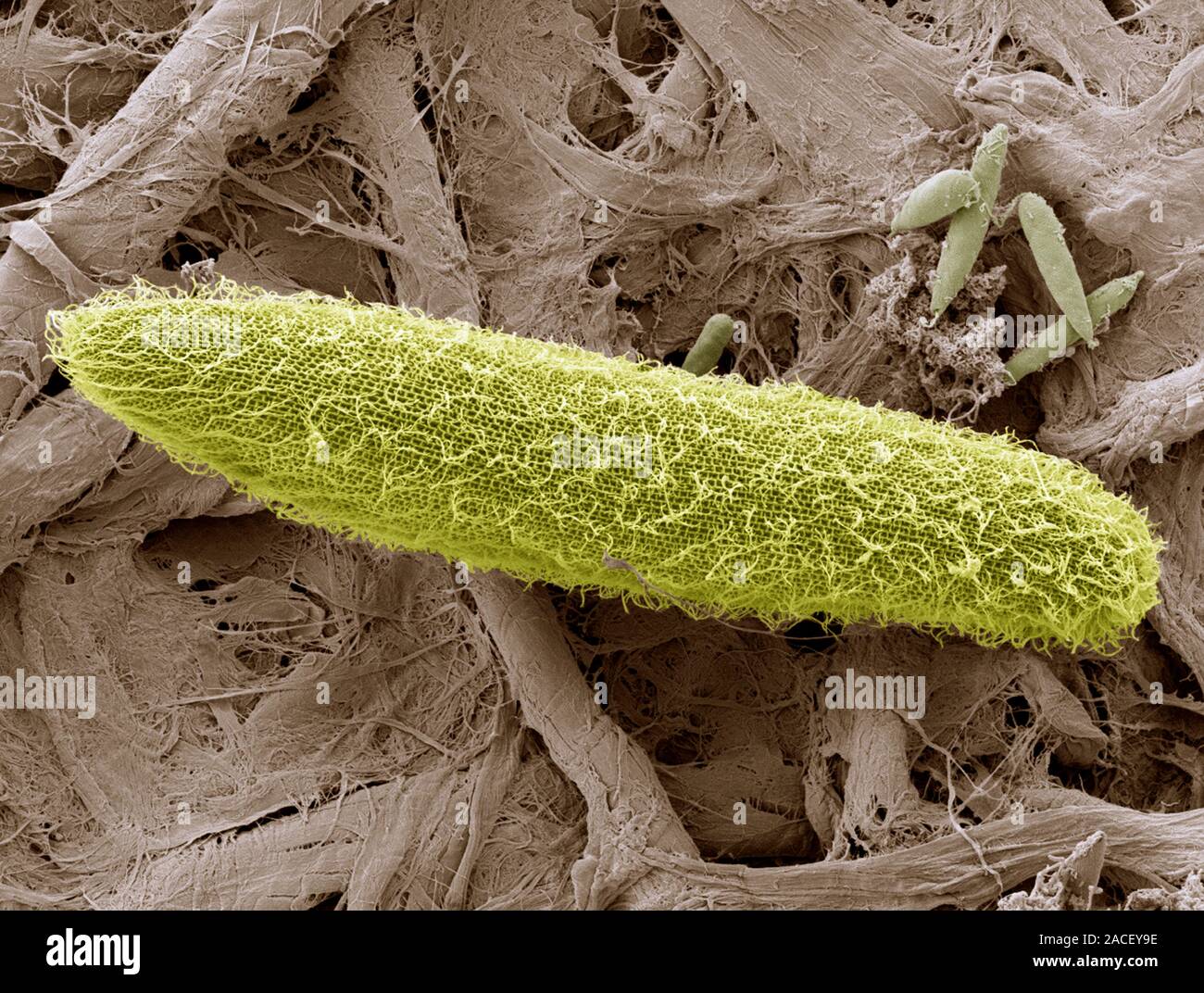 Paramecium Protozoan Coloured Scanning Electron Micrograph Sem Paramecia Are A Group Of 9793