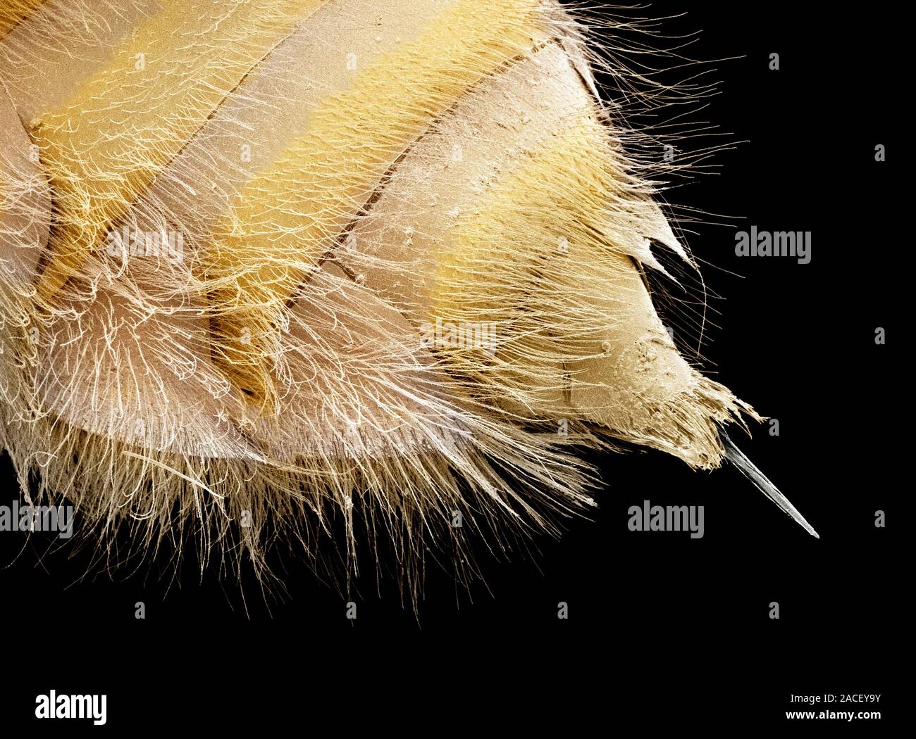 Bee stinger. Scanning electron micrograph of the end of a bee's (Apis sp.) abdomen showing the stinger (needle-like). The stinger is used to inject ve Stock Photo