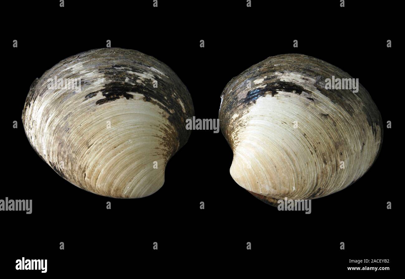 Quahog clam (Arctica islandica). Two halves of a quahog clam shell