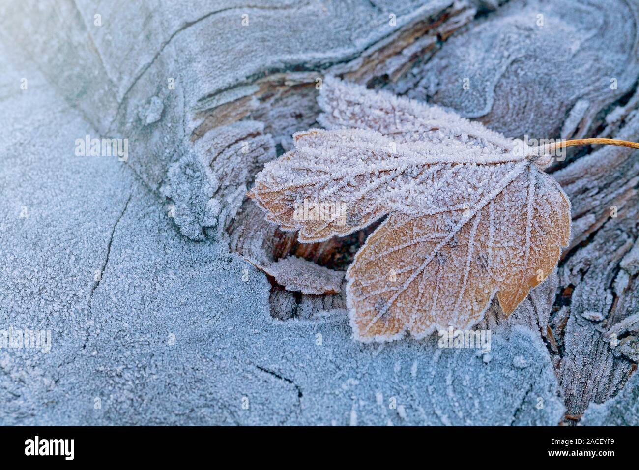 The first frost on the maple leaf. Winter Background Stock Photo - Alamy