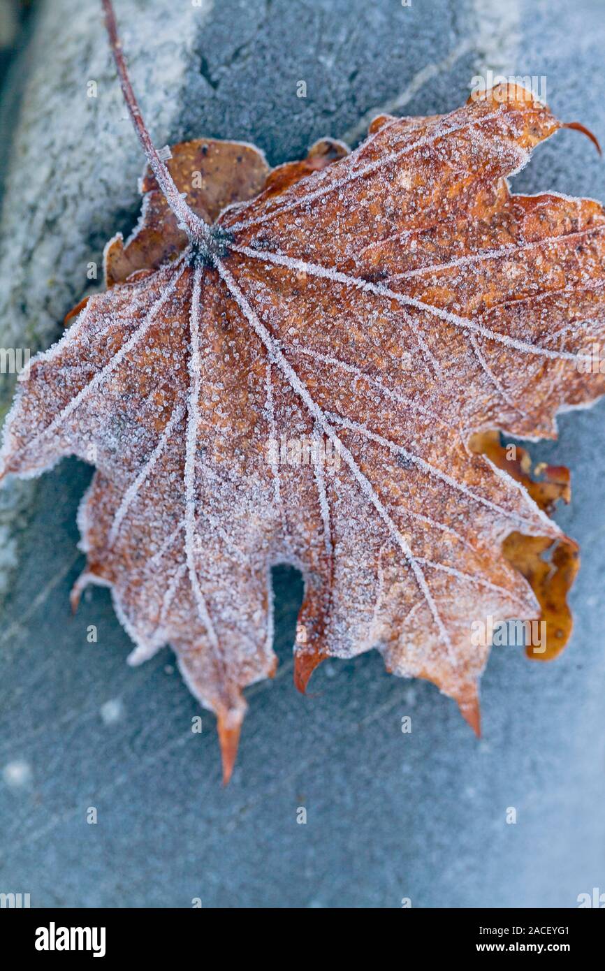The first frost on the maple leaf. Winter Background Stock Photo - Alamy