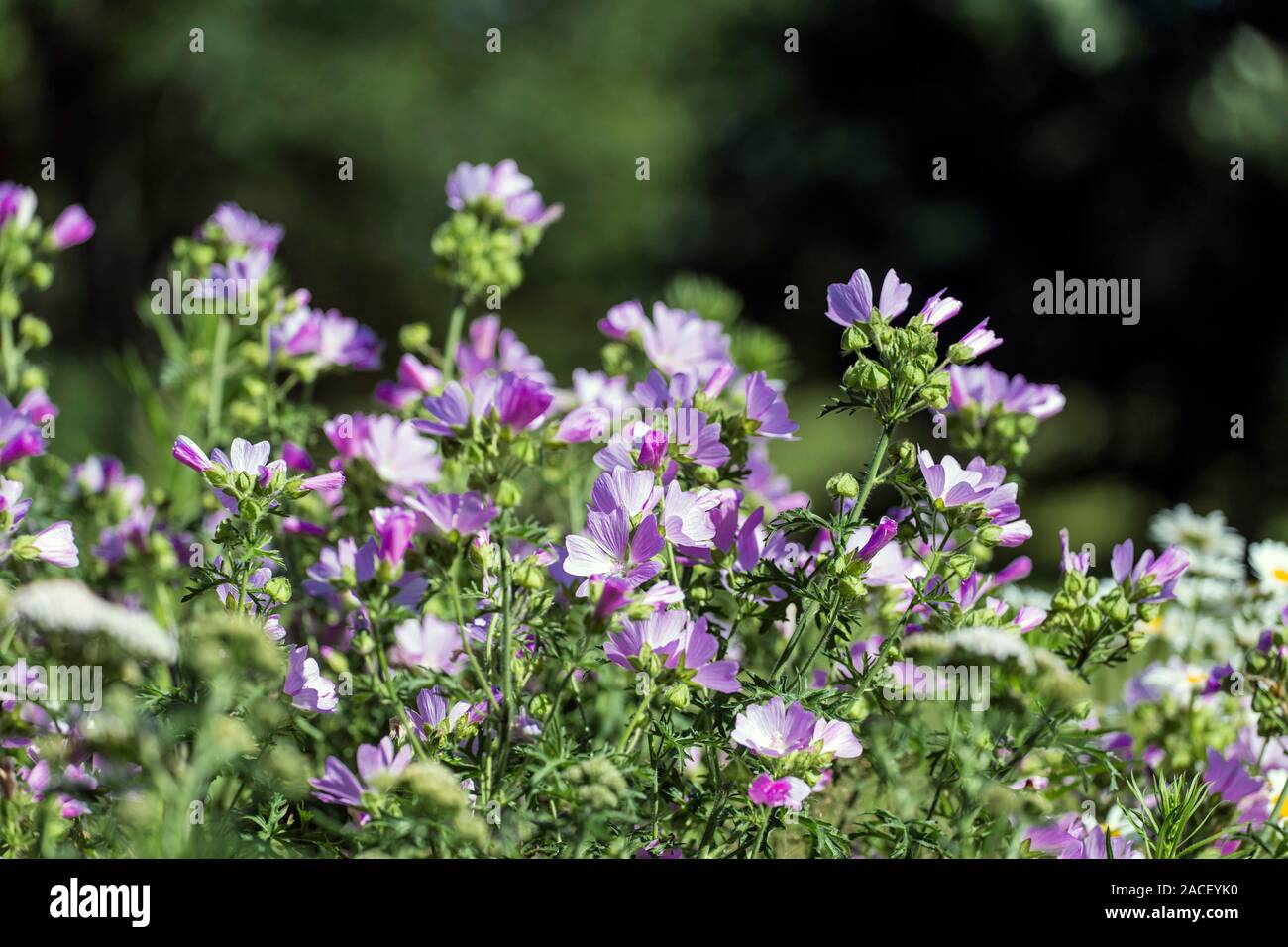 Malva sylvestris is a species of the mallow in the family of Malvaceae Stock Photo