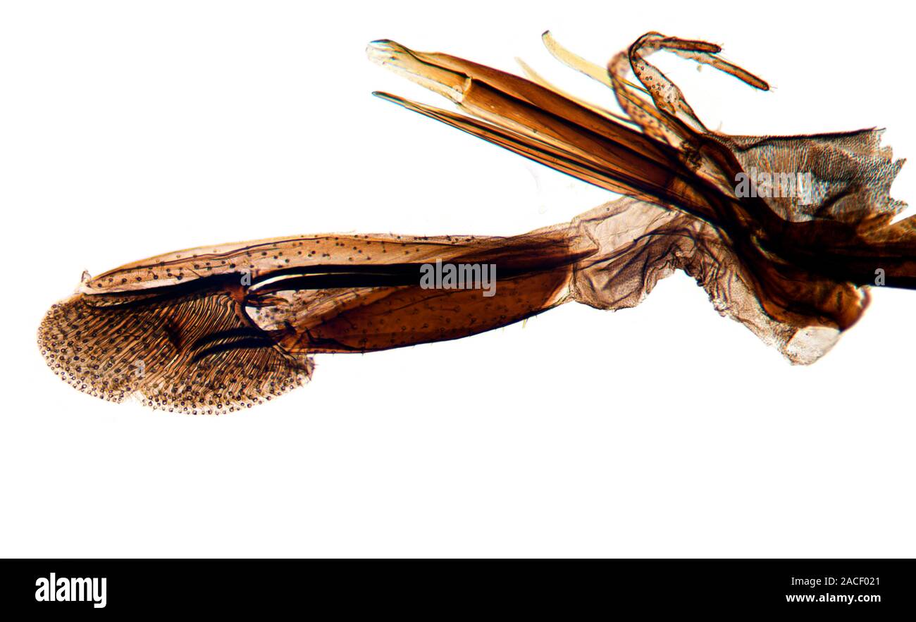Fly Proboscus Fly mouthparts. Light micrograph of the mouthparts of a hover fly ...