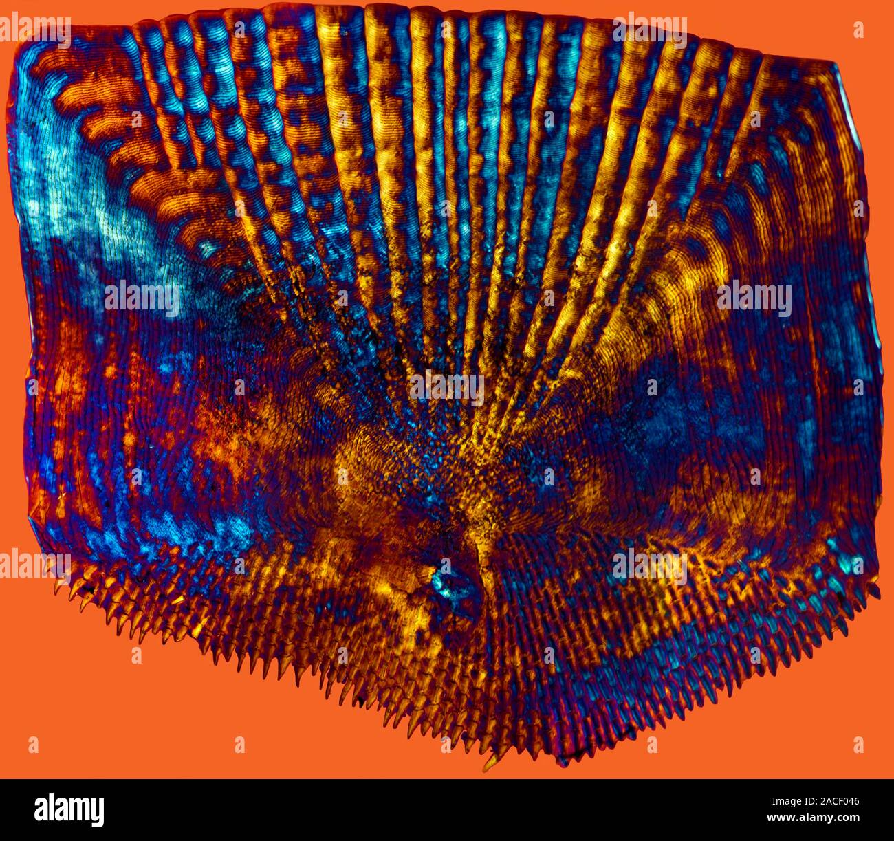 Bass scale. Polarised light micrograph of a ctenoid scale from the skin
