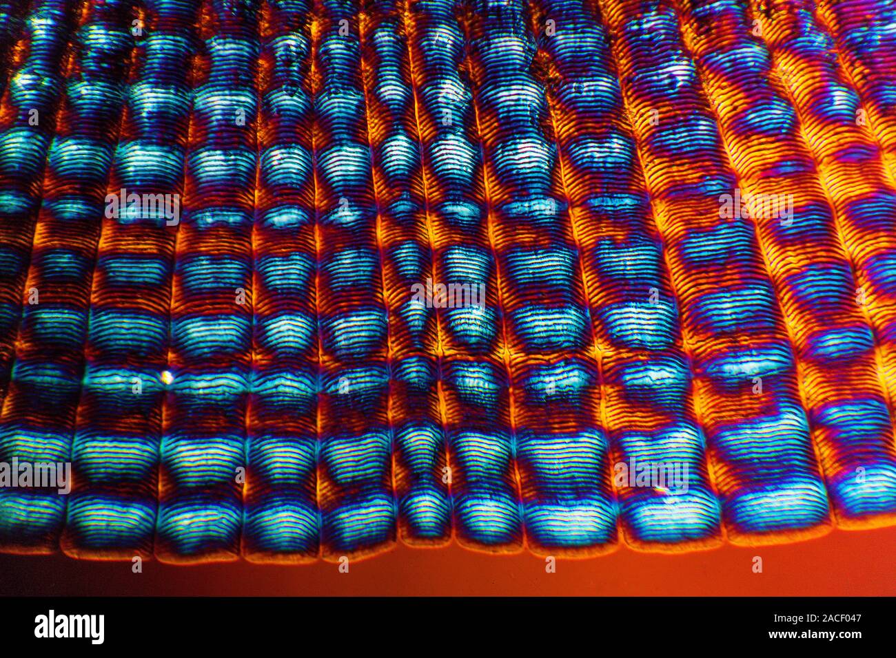 Bass scale. Polarised light micrograph of part of a scale from the skin