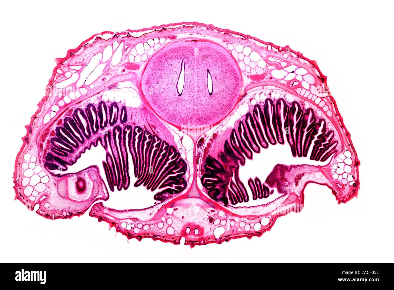 Dogfish head. Light micrograph of a transverse section through the head ...