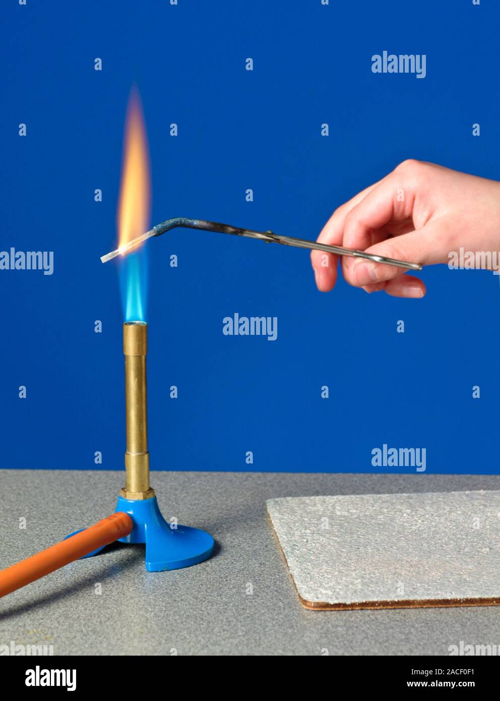 Heating magnesium in a flame. Magnesium ribbon being heated in the edge of  a Bunsen burner flame. Magnesium metal burns with a bright white flame. Her  Stock Photo - Alamy