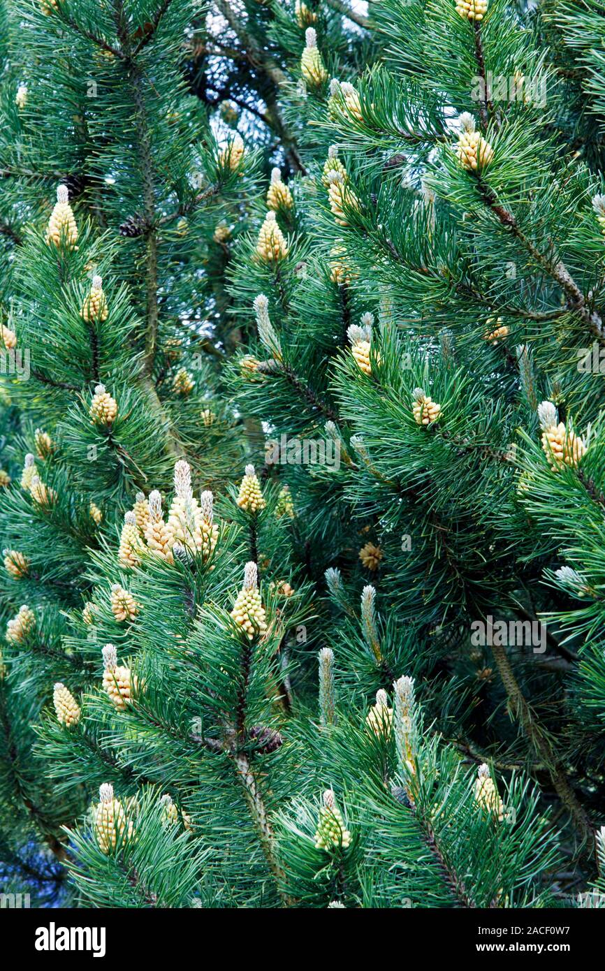 Mountain pine (Pinus mugo). Photographed at RHS Wisley, Surrey, UK, in ...