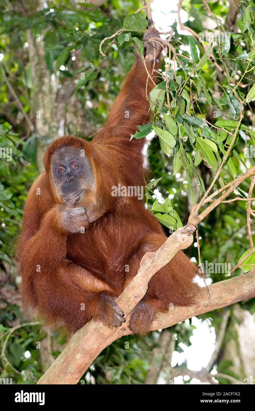 Sumatran orangutan (Pongo abelii). The orangutan is an arboreal (tree