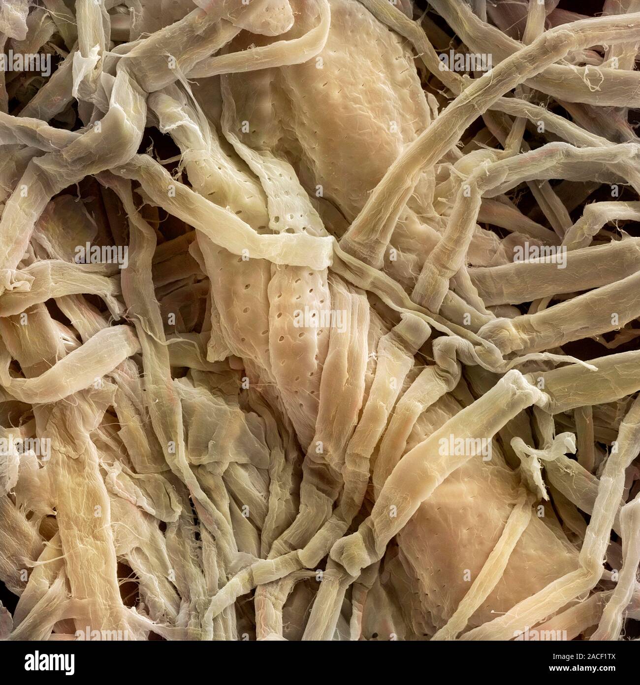 Paper handkerchief fibres. Coloured scanning electron micrograph (SEM ...
