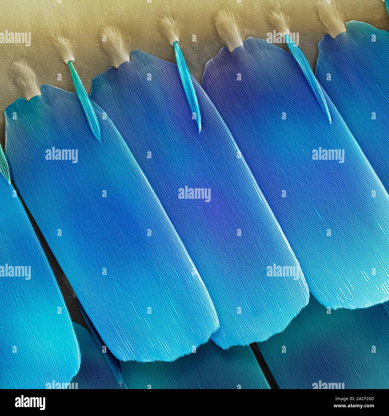 Butterfly wing scales. Coloured scanning electron micrograph (SEM) of ...