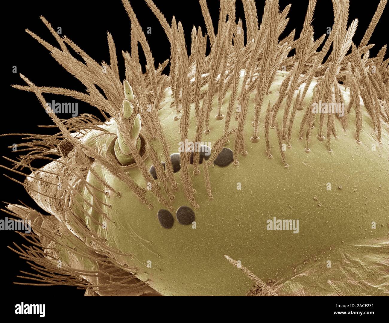 самые страшные насекомые под микроскопом. козюля под микроскопом. козявки под микроскопом. козявки под микроскопом. лапка комара под микроскопом.