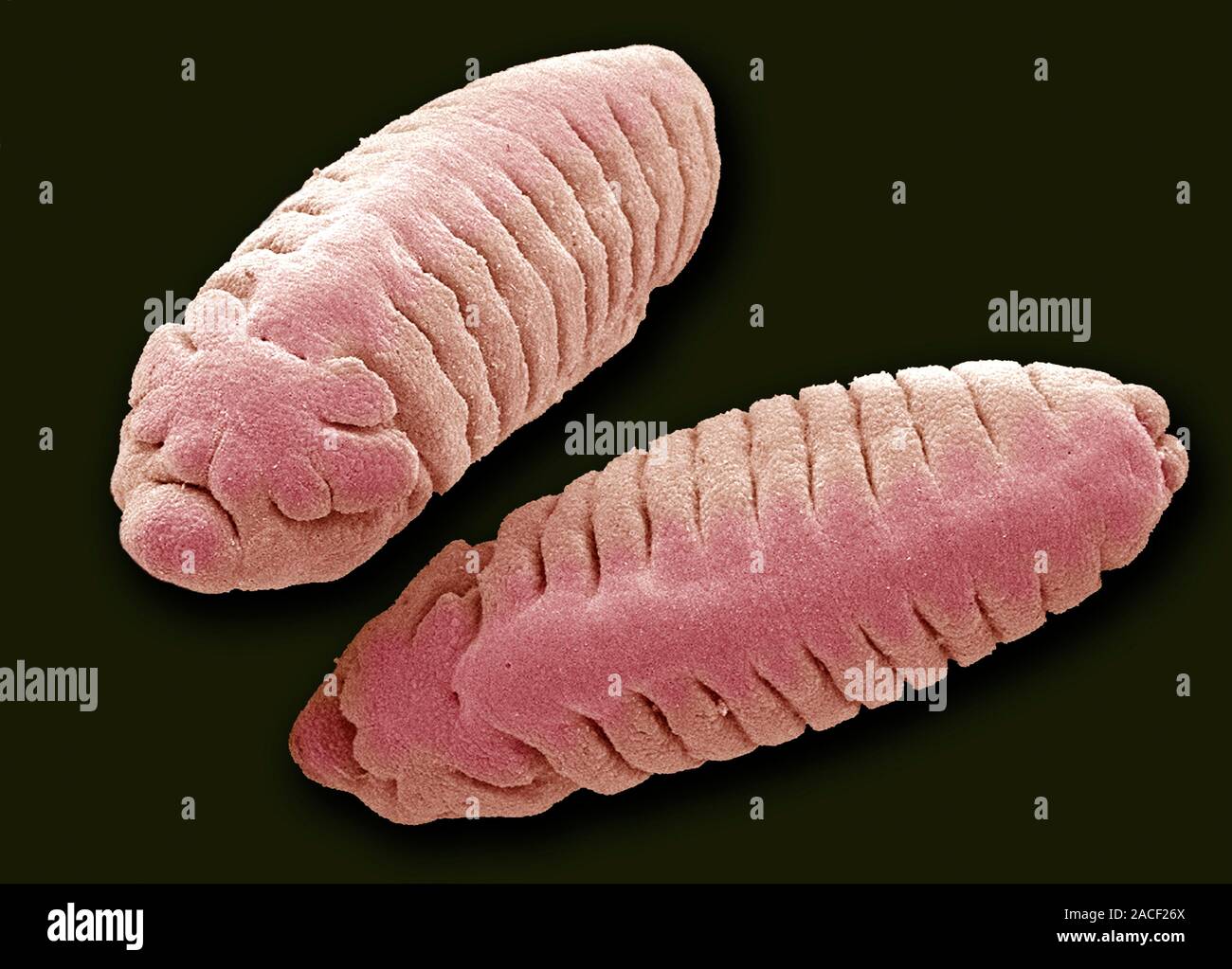 Fruit fly larvae, coloured scanning electron micrograph (SEM). Fruit