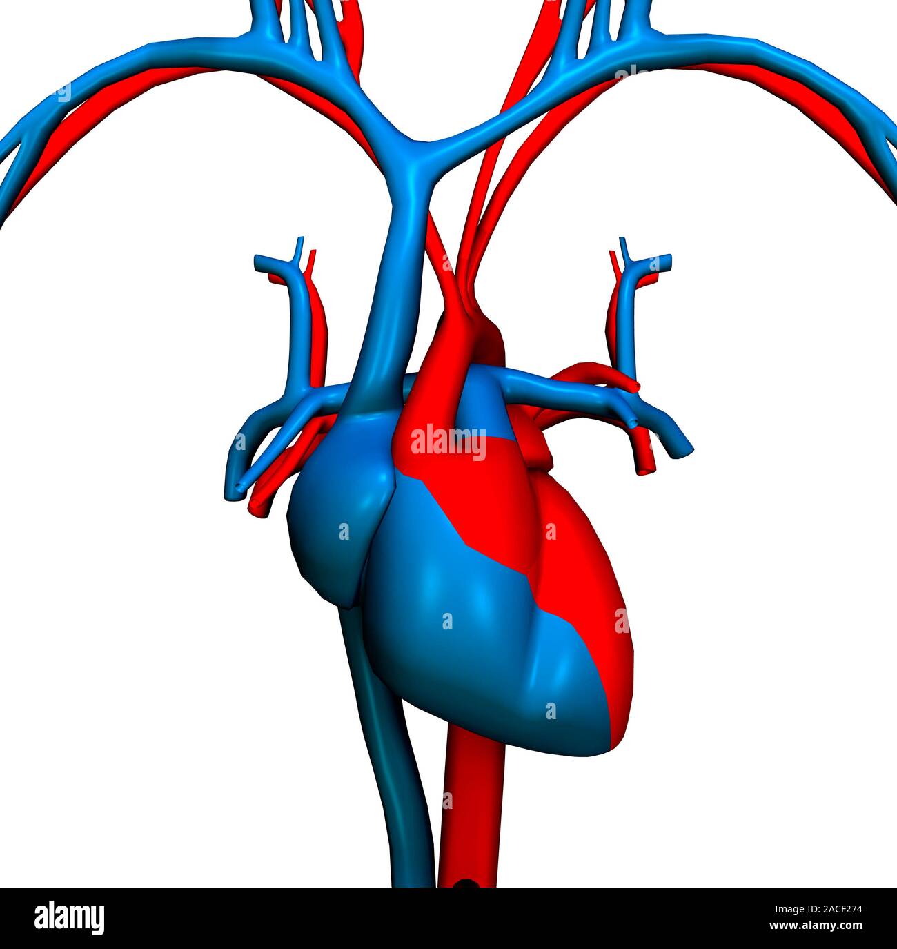Heart and blood vessels, artwork. The heart (centre) is a muscular