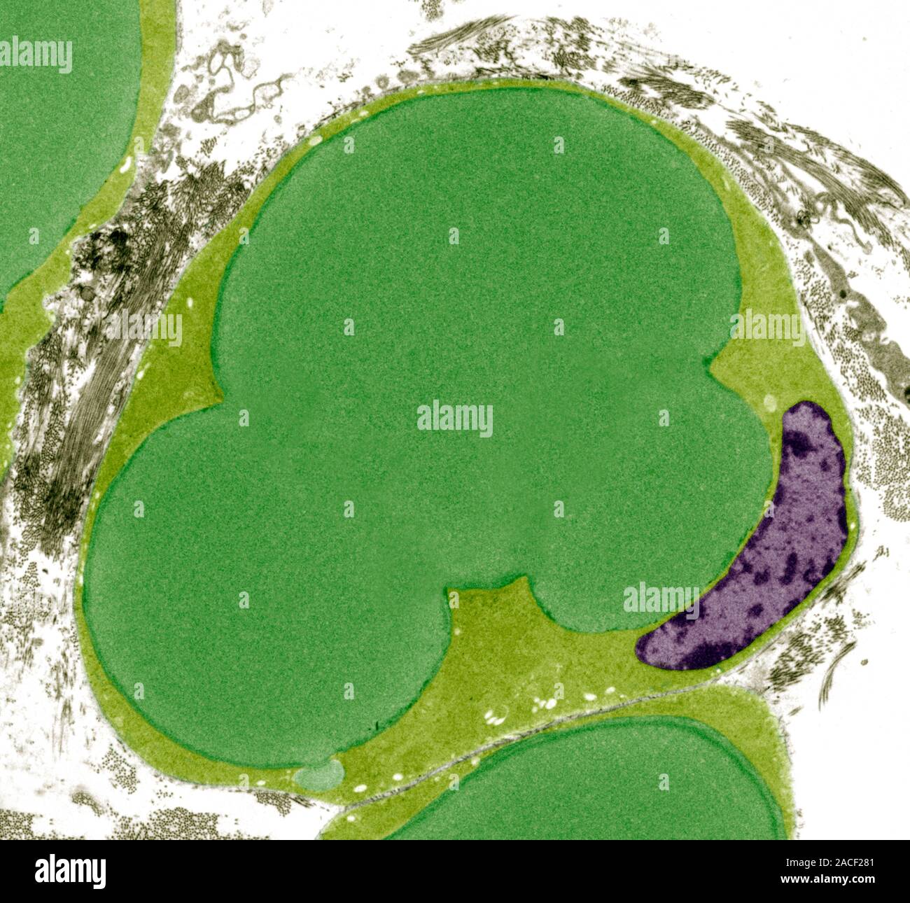 Fat cells. Coloured transmission electron micrograph (TEM) of a section