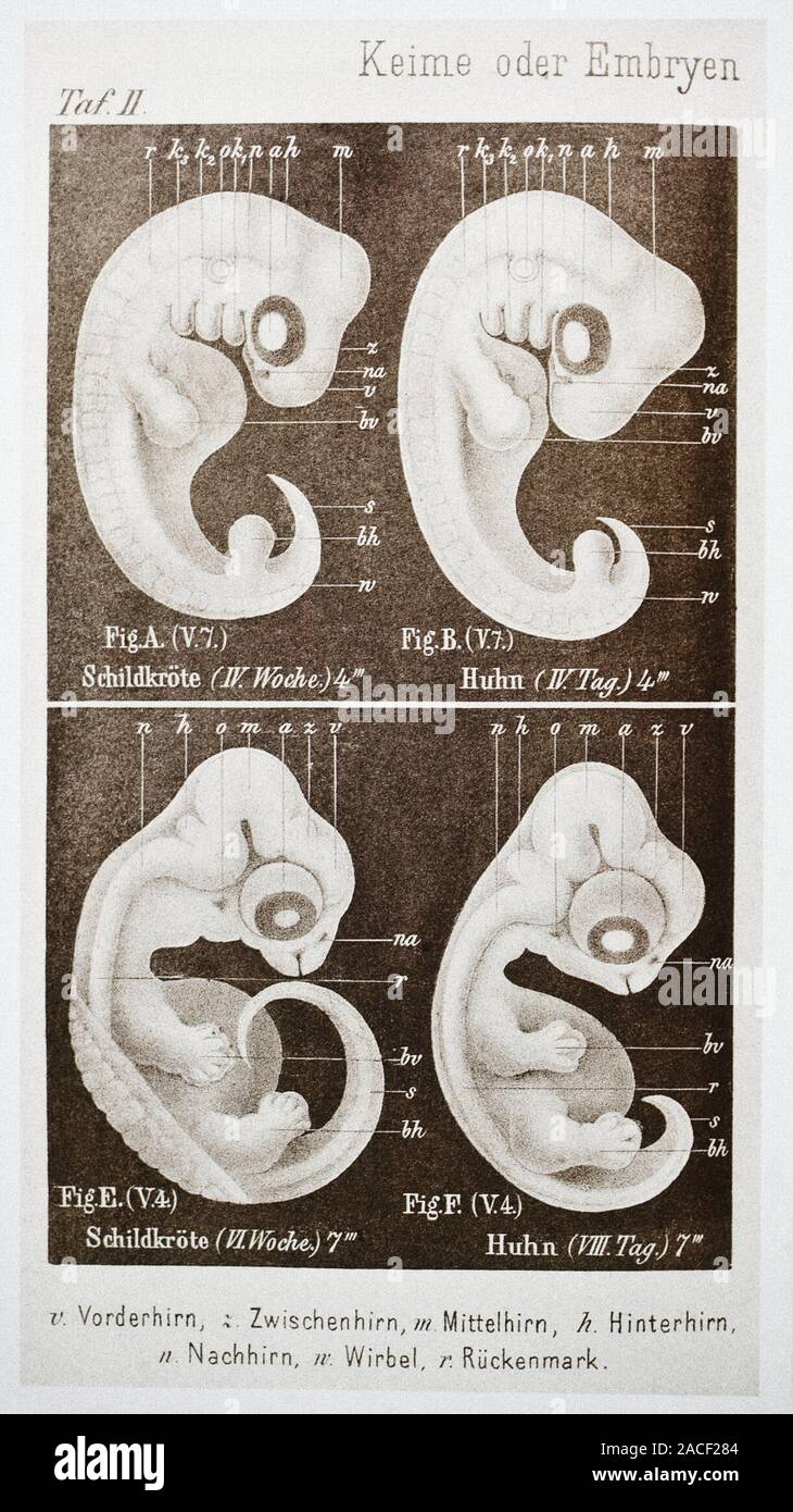 Embryonic development. Historical artwork showing two stages in the ...