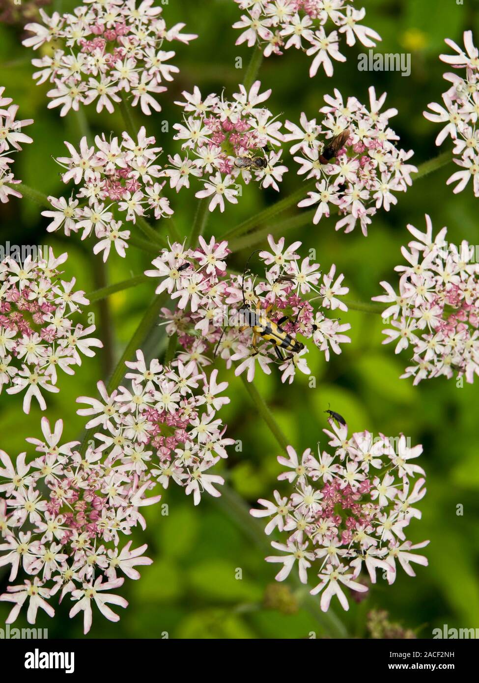 Upright hedgeparsley (Torilis japonica) flowers and pollinating