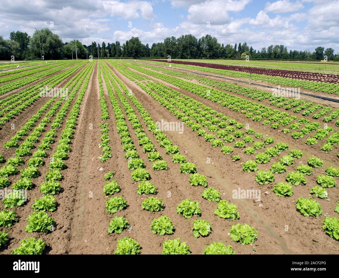 Lettuce crop (Lactuca sativa). Photographed in the Loire Valley, France