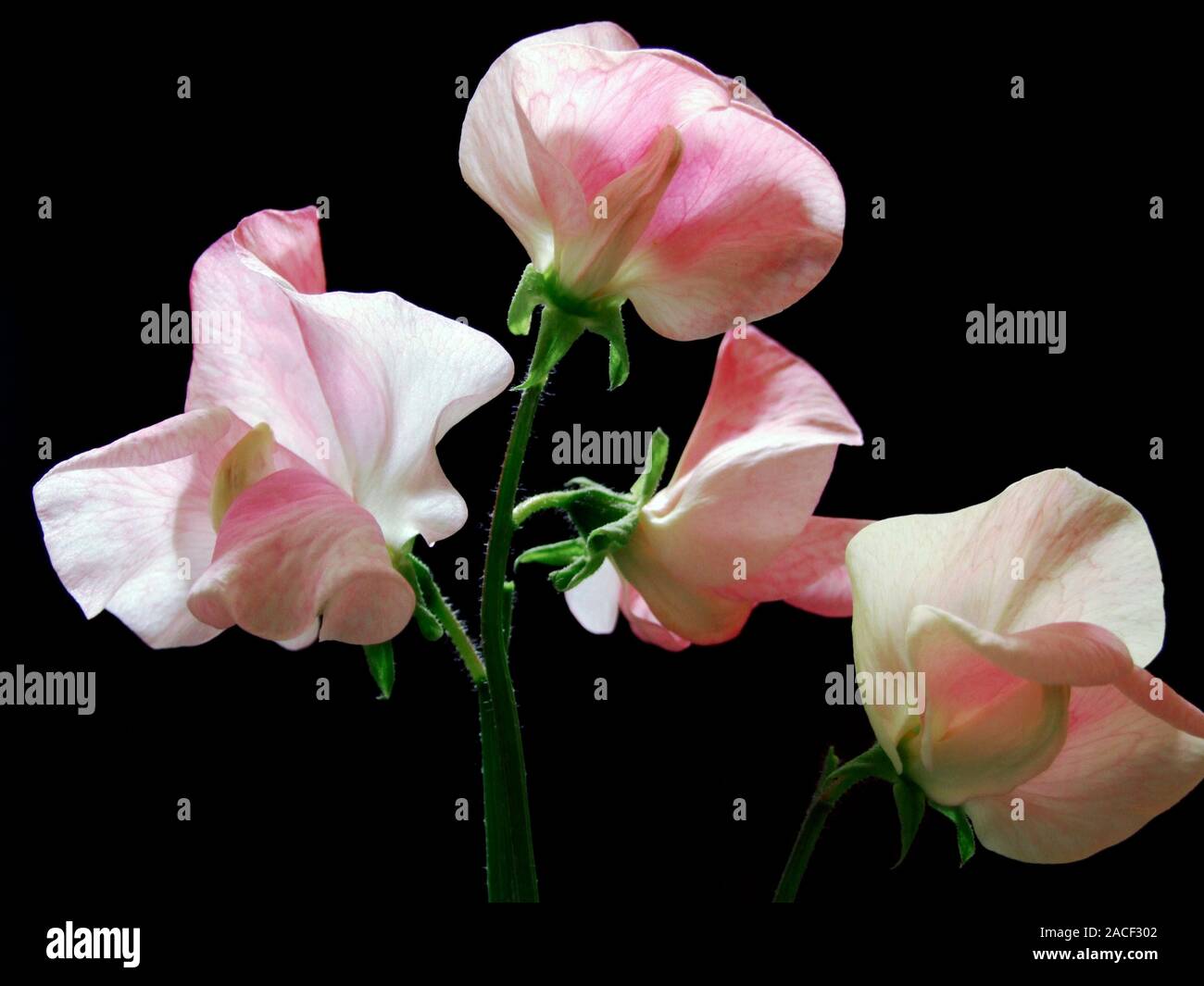 Sweet Pea (Lathyrus odoratus 'Alan Titchmarsh') flowers. Photographed in the UK, in July. Stock Photo